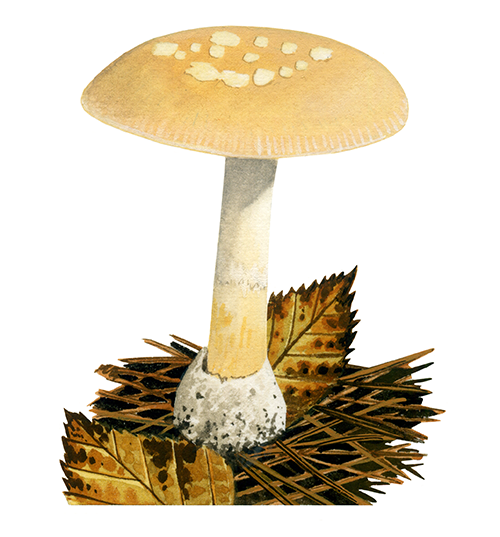 Illustration of Amanita gemmata (Jewelled Amanita) (#4431)