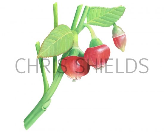 Illustration of Bilberry flower (Vaccinium myrtillus L.) (#2642)