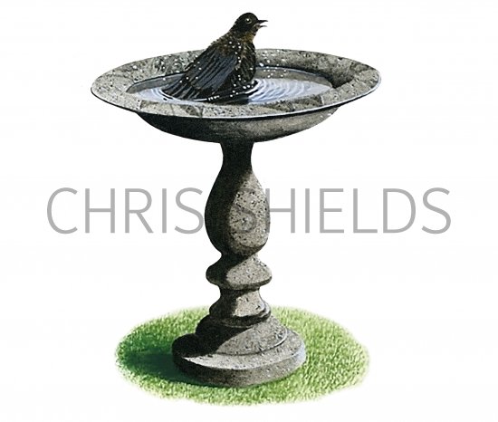 Illustration of Bird Bath (#4316)