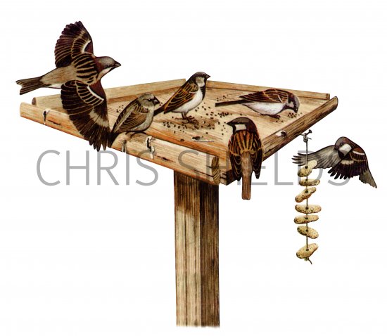 Illustration of Bird Table (#4323)