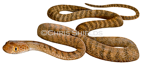 Illustration of Brown Tree Snake (Boiga irregularis) (#4624)