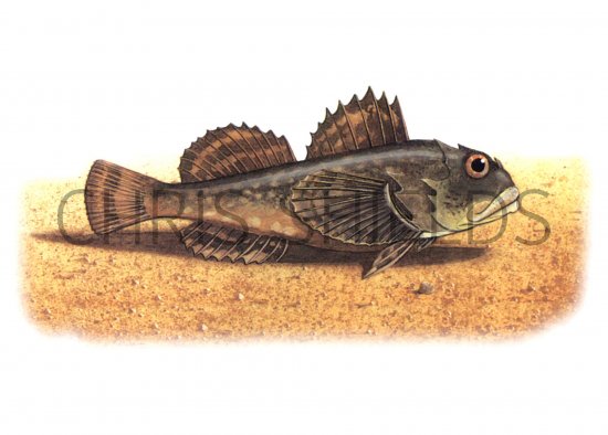 Illustration of Bull Rout (Myoxocephalus scorpius (#1052)