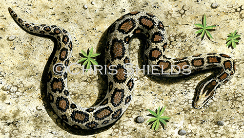 Illustration of Burmese python (Pythonmolurus bivittatus) (#0392)