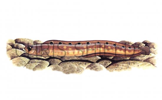 Illustration of Butterfish (Pholis gunnellus) (#0814)