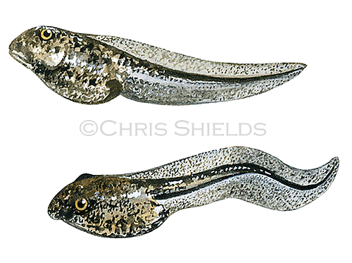 Illustration of Common Frog tadpole (Rana temporaria) (#0702)