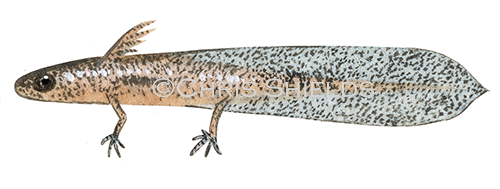 Illustration of Common Newt elf (Lissotriton vulgaris) (#1879)