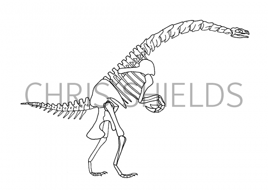 Illustration of Erlikosaurus (#0203)