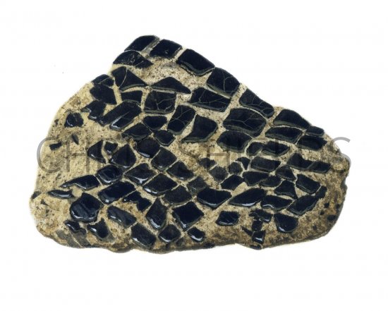 Illustration of Fish Scales fossil (Lepidotus) (#0091)