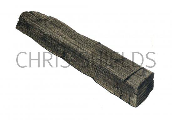 Illustration of Fossilized Bog Oak (Quercus) (#0228)