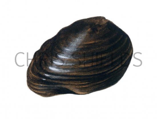 Illustration of Fresh Water Clam Fossil (Carconicola) (#0113)