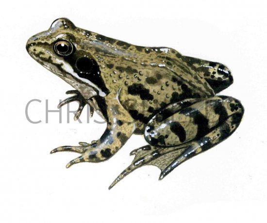 Illustration of Common Frog (Rana temporaria) (#0701)