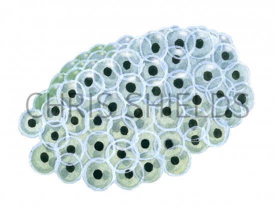 Illustration of Common Frogsporn (Rana temporaria) (#4315)