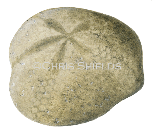 Illustration of Heart Urchin Fossil (Micraster) (#0470)