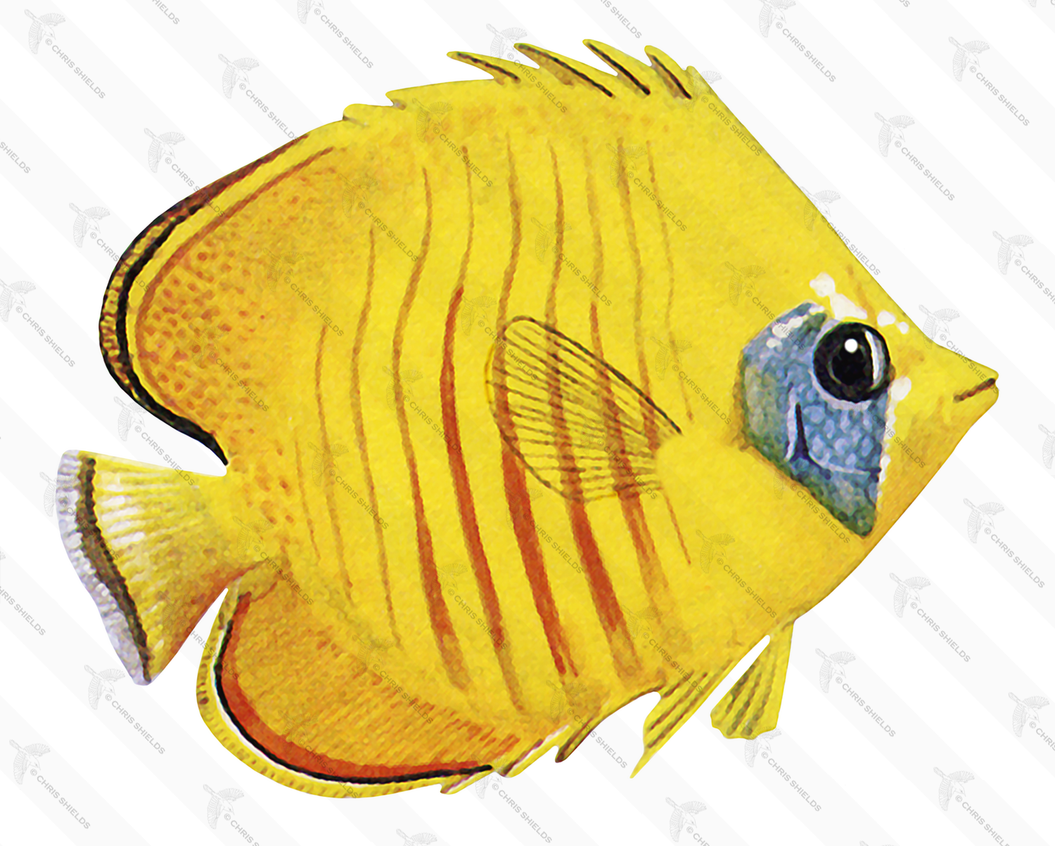 Illustration of Addis Butterflyfish (Chaetodon semilarvatus) (#1007)