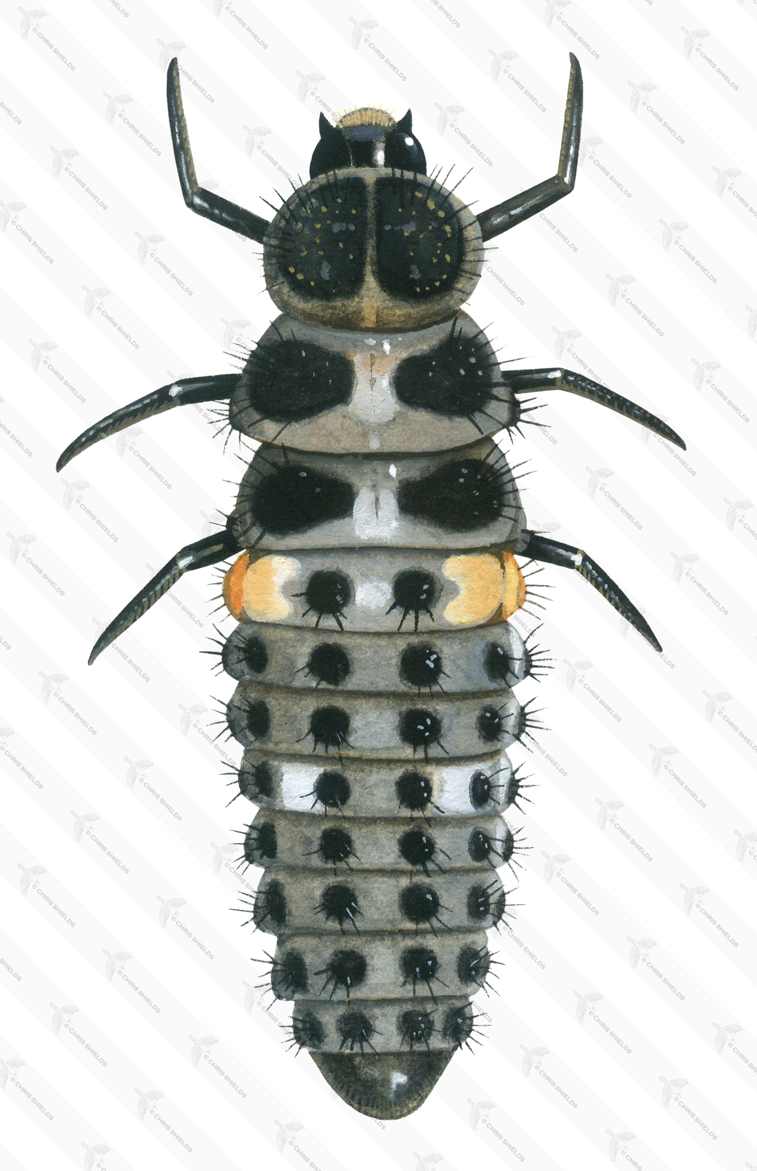 Illustration of Adonis Ladybird Larvae (Hippodamia variegata) (#1790)