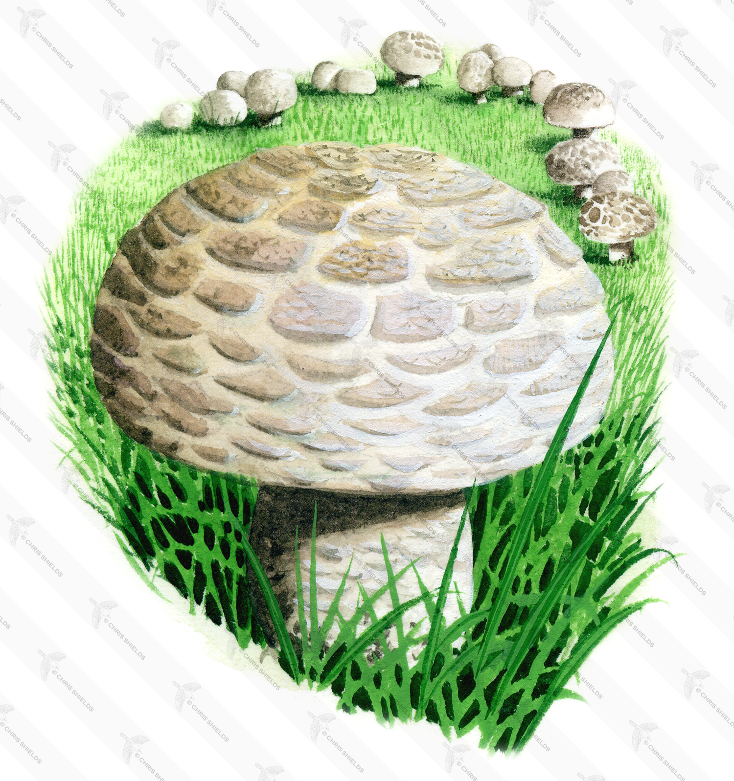 Illustration of Agaricus litoralis (#1624)
