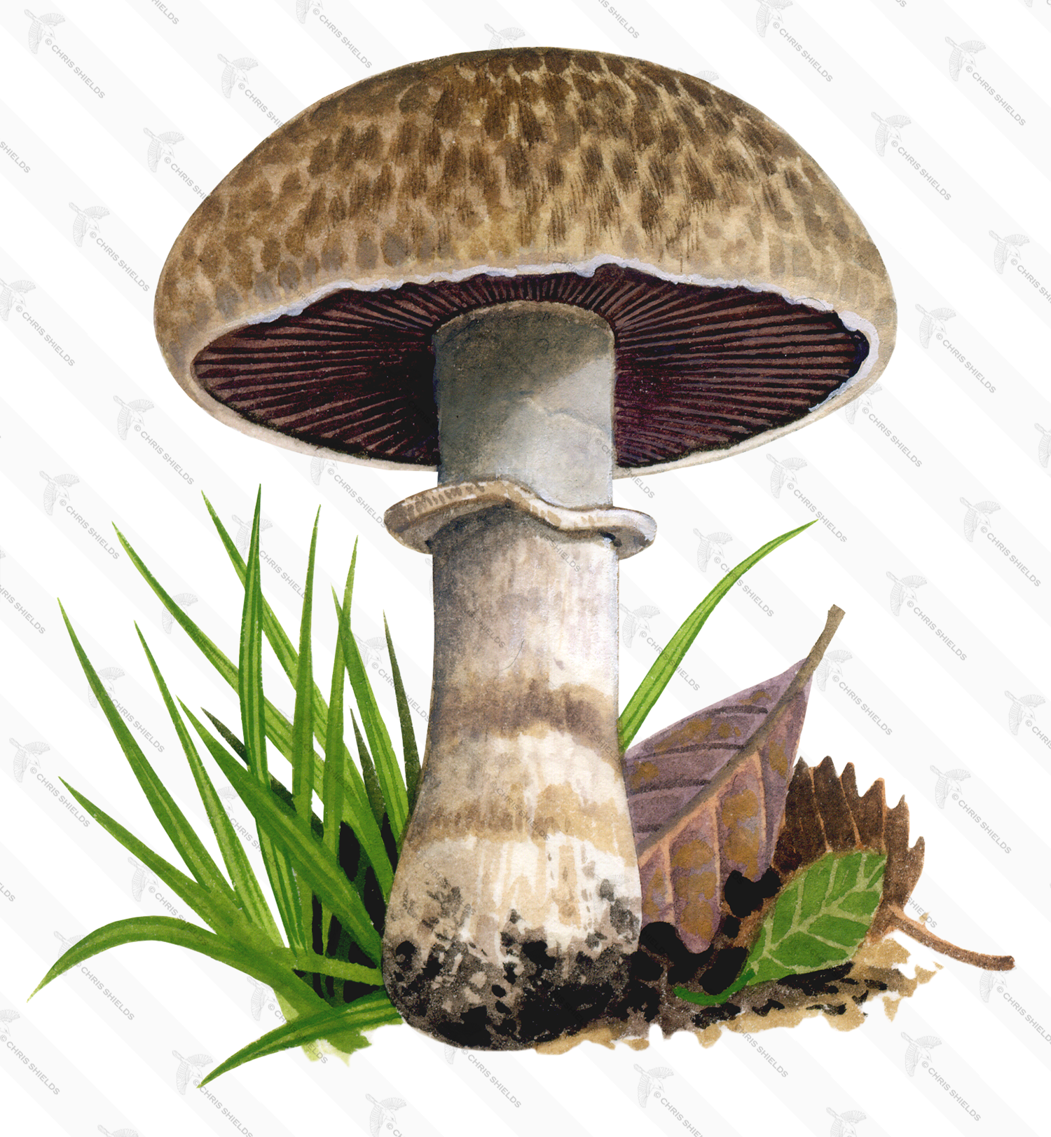 Illustration of Agaricus pseudovillaticus (#1603)