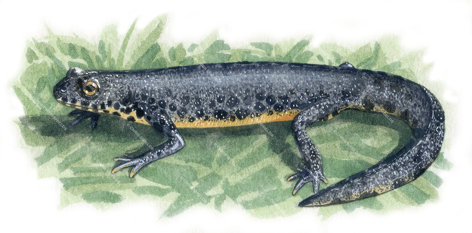 Illustration of Alpine Newt (Ichthyosaura alpestris) (#0695)