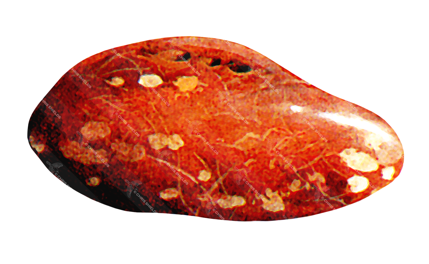 Illustration of Amber (#0688)