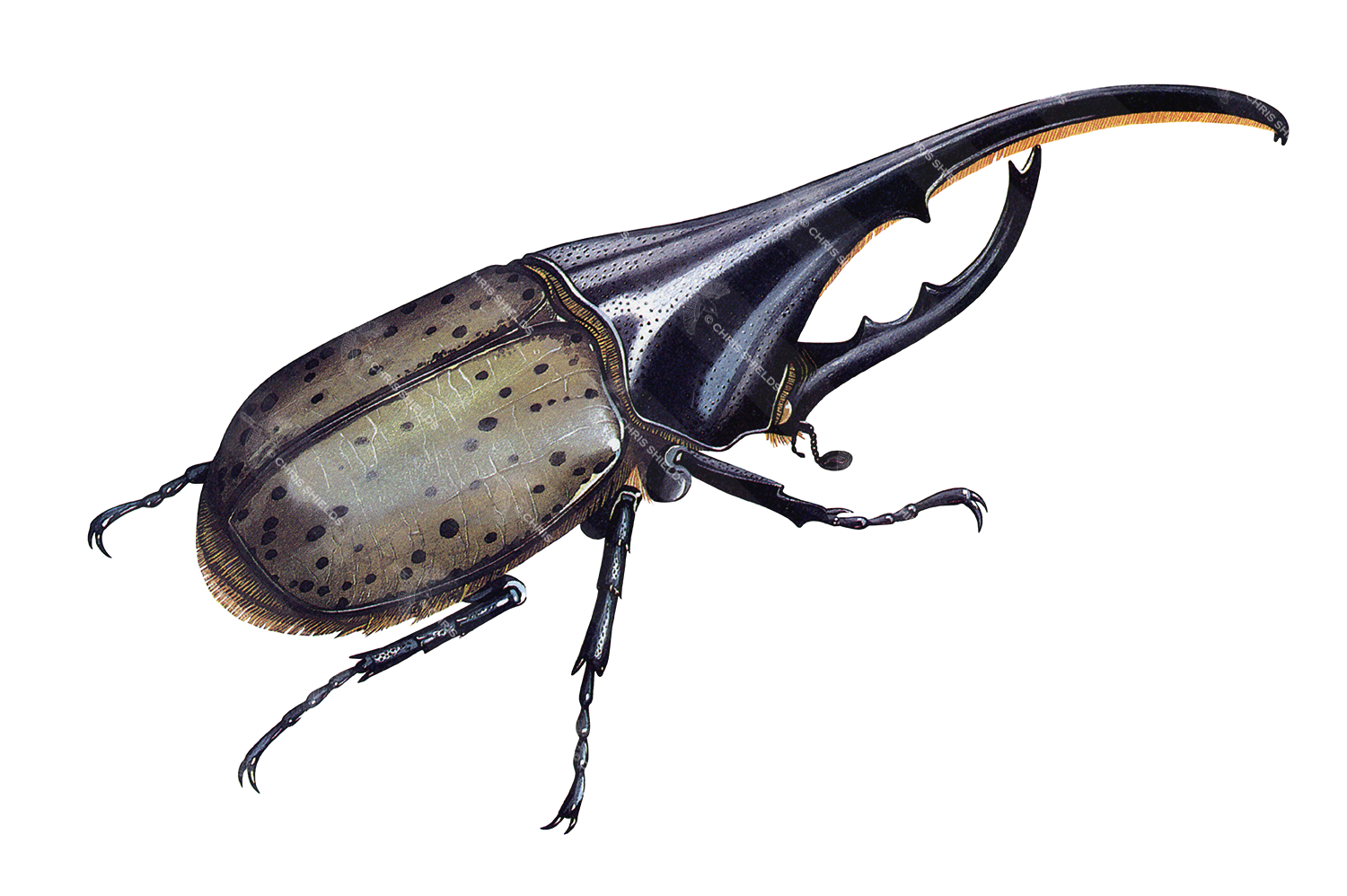 Illustration of American Hercules Beetle (Dynastes hercules) (#0633)
