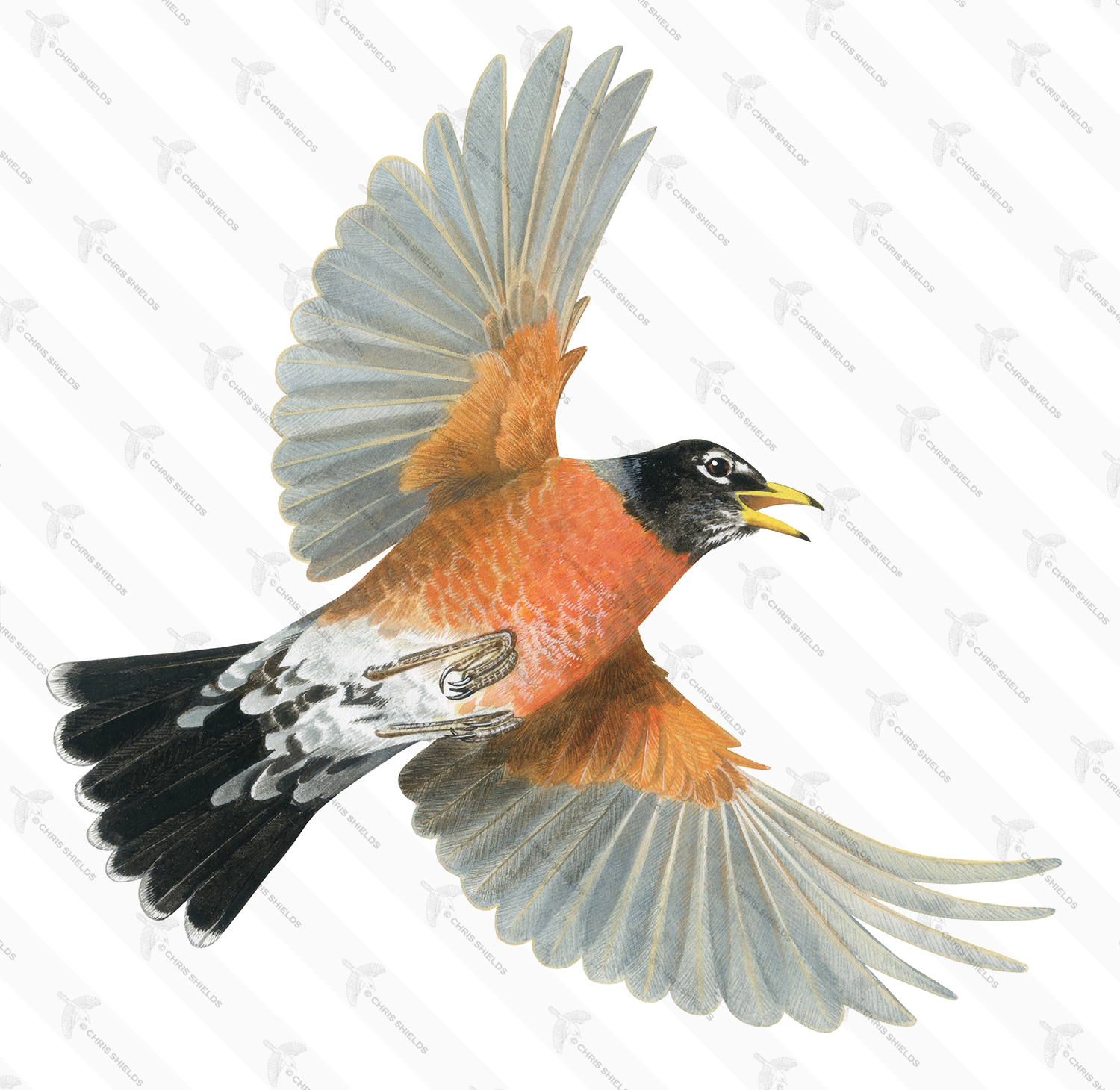 Illustration of American Robin (Turdus migratorius) (#4540)