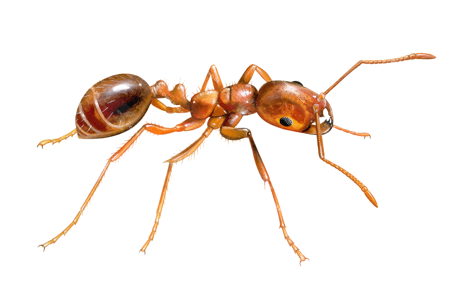 Illustration of Ant (Red-imported Fire) (Solenopsis invicta) (#4628)