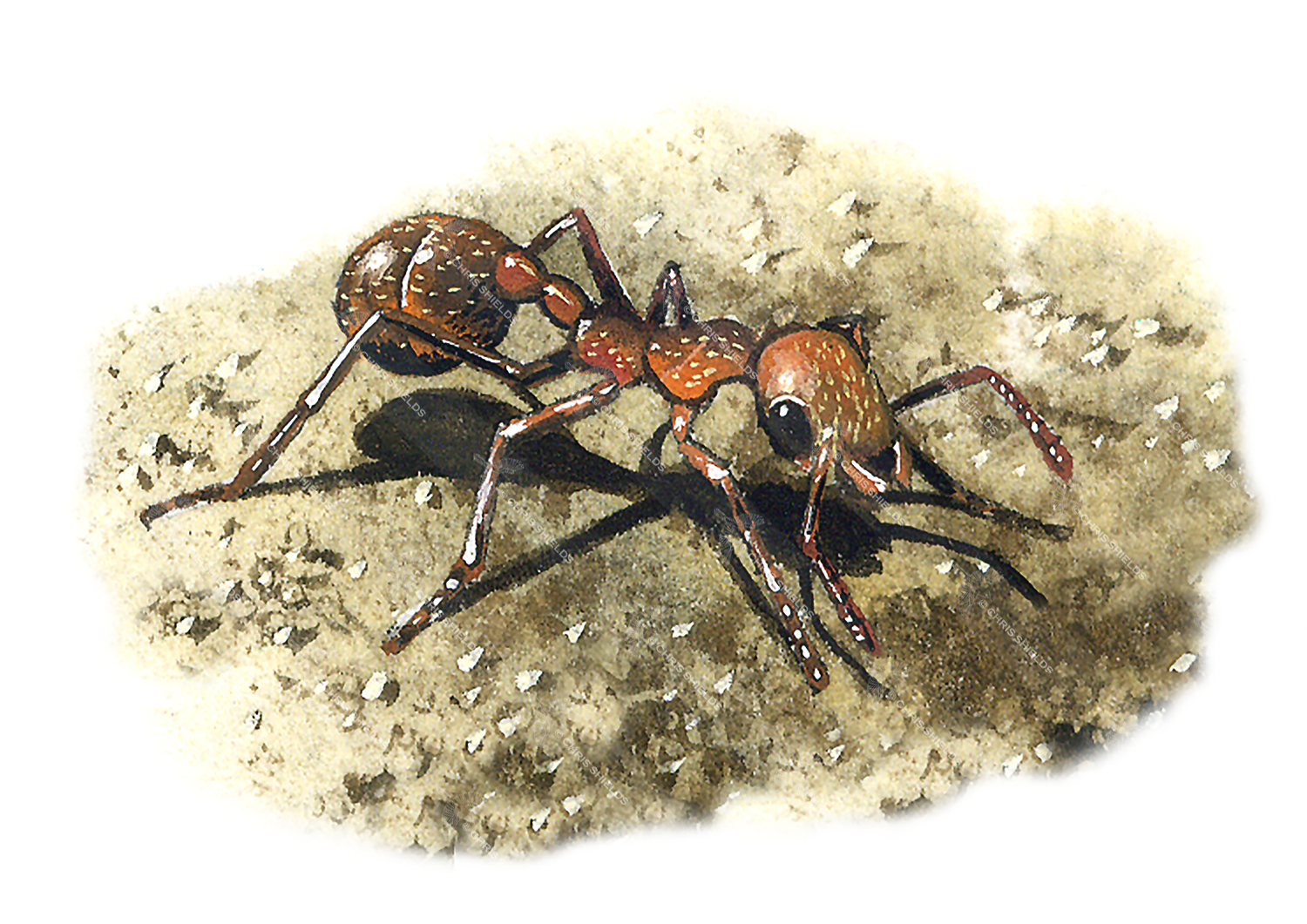 Illustration of Ant (red) Myrmica rubra (#0361)