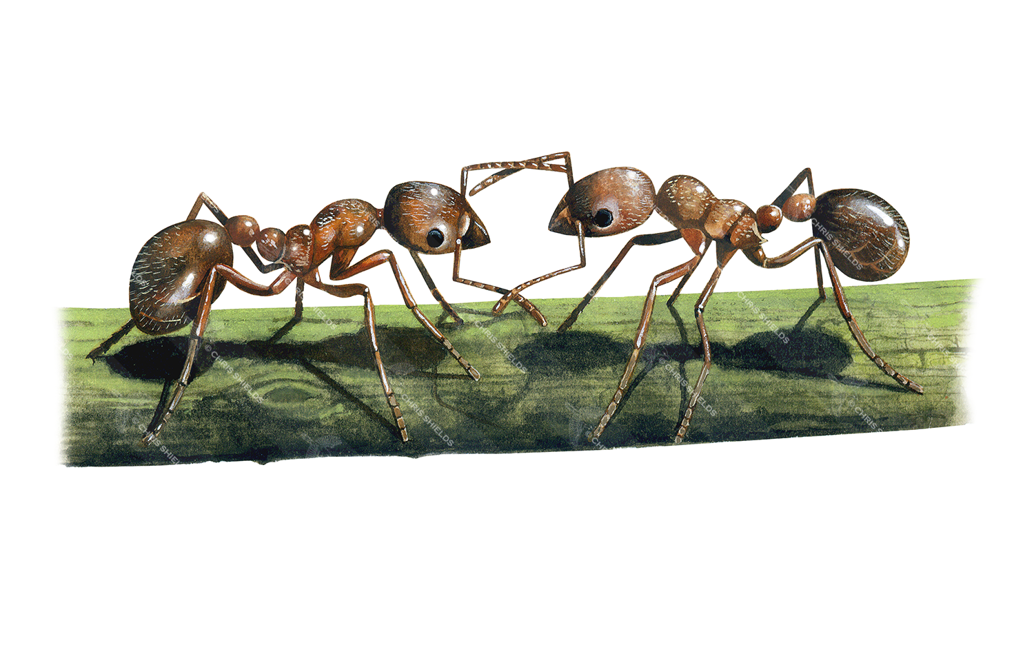 Illustration of Ant (red) Myrmica rubra (#1029)