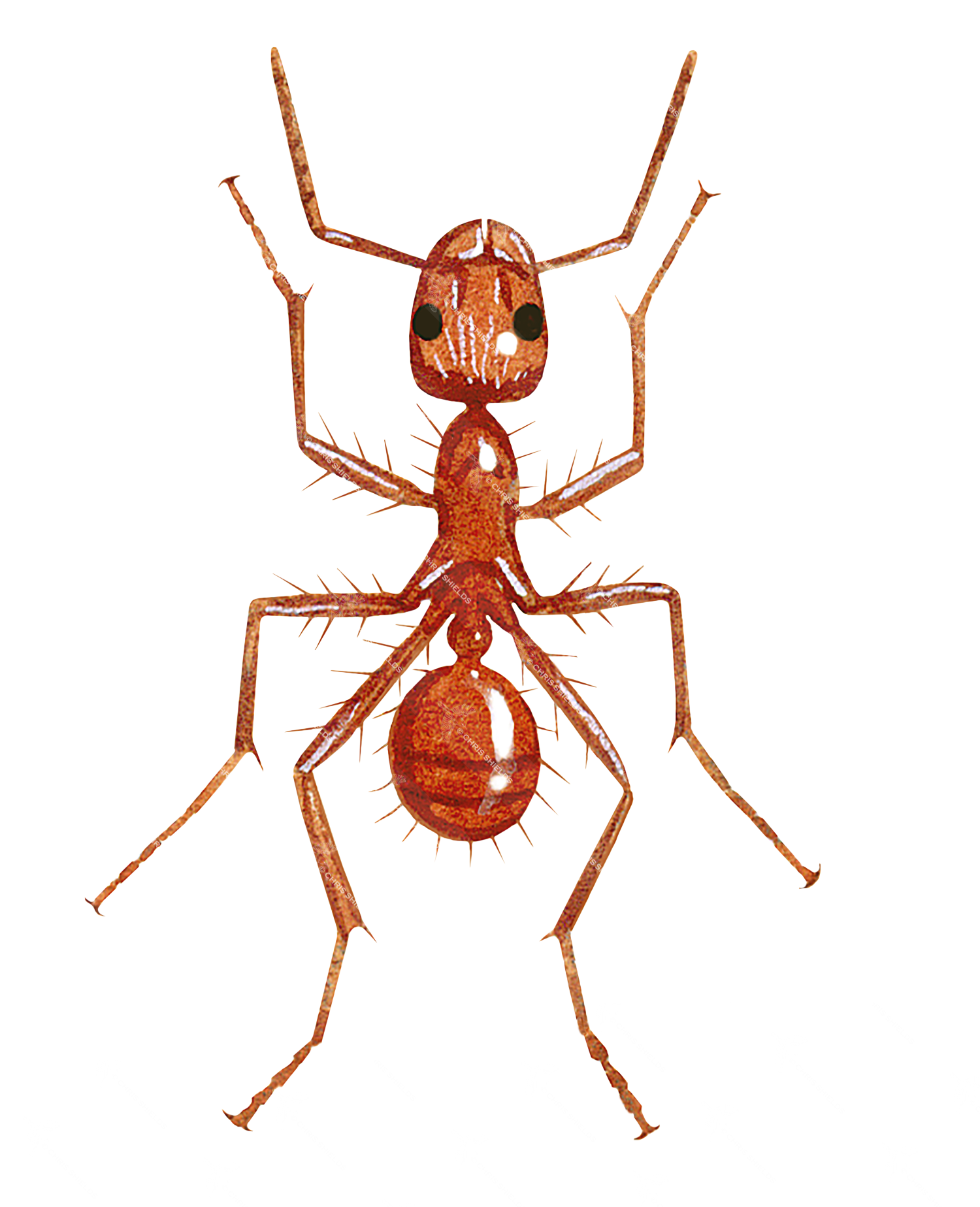 Illustration of Ant (red) Myrmica rubra (#1030)