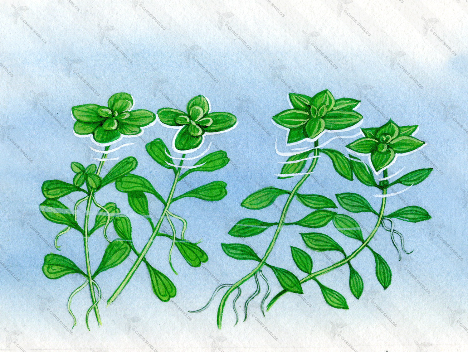 Illustration of Aquatic Plants - Starworts (Callitriche stagnalis) left (C. obtusangulata) right (#0985)