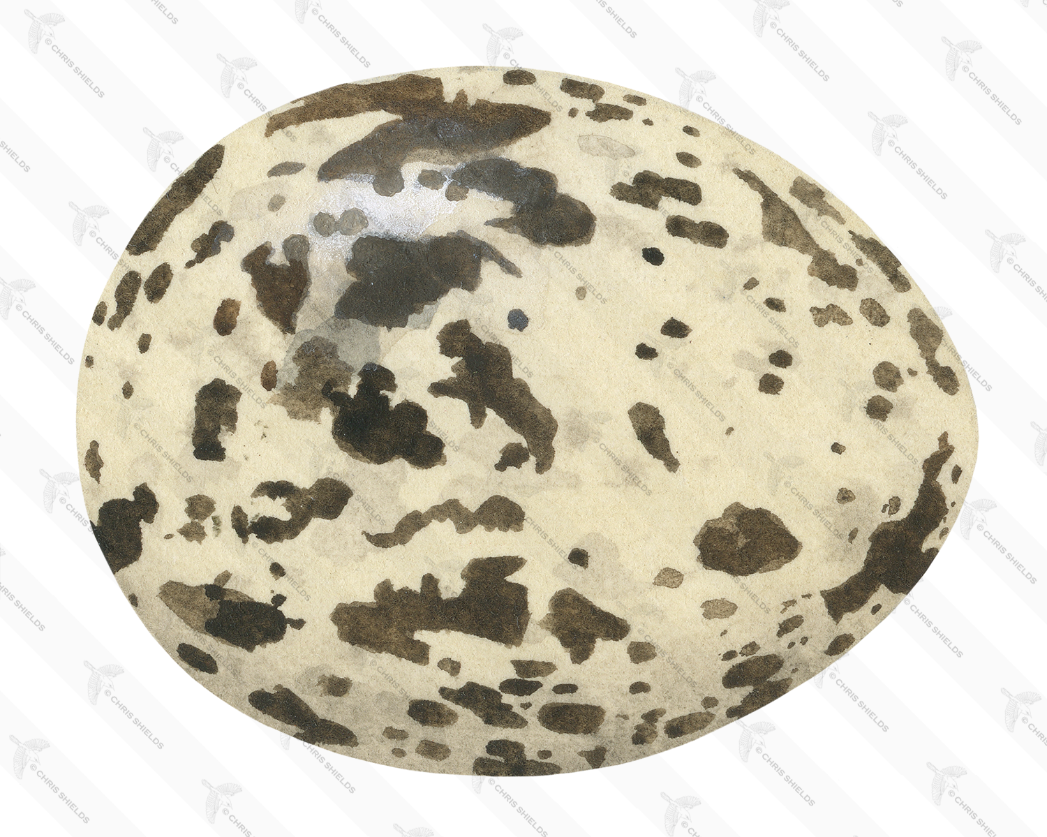 Illustration of Arctic Tern egg (Sterna paradisaea) (#3278)