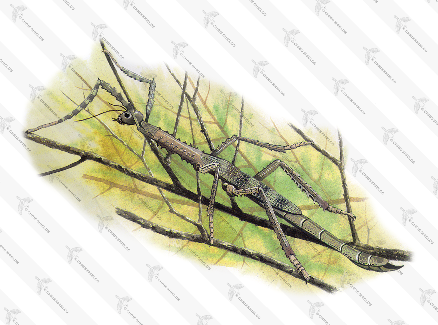Illustration of Asian Giant Stick Insect (Pharnacia serratipes) (#1352)