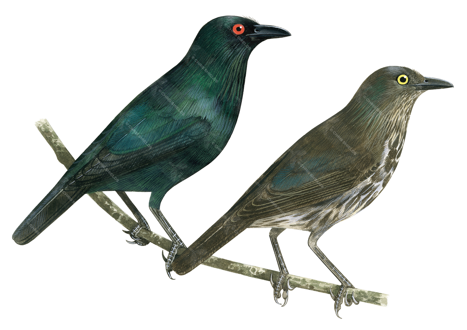 Illustration of Asian Glossy Starling (Aplonis panayensis) Top adlut Bottom immature (#2217)