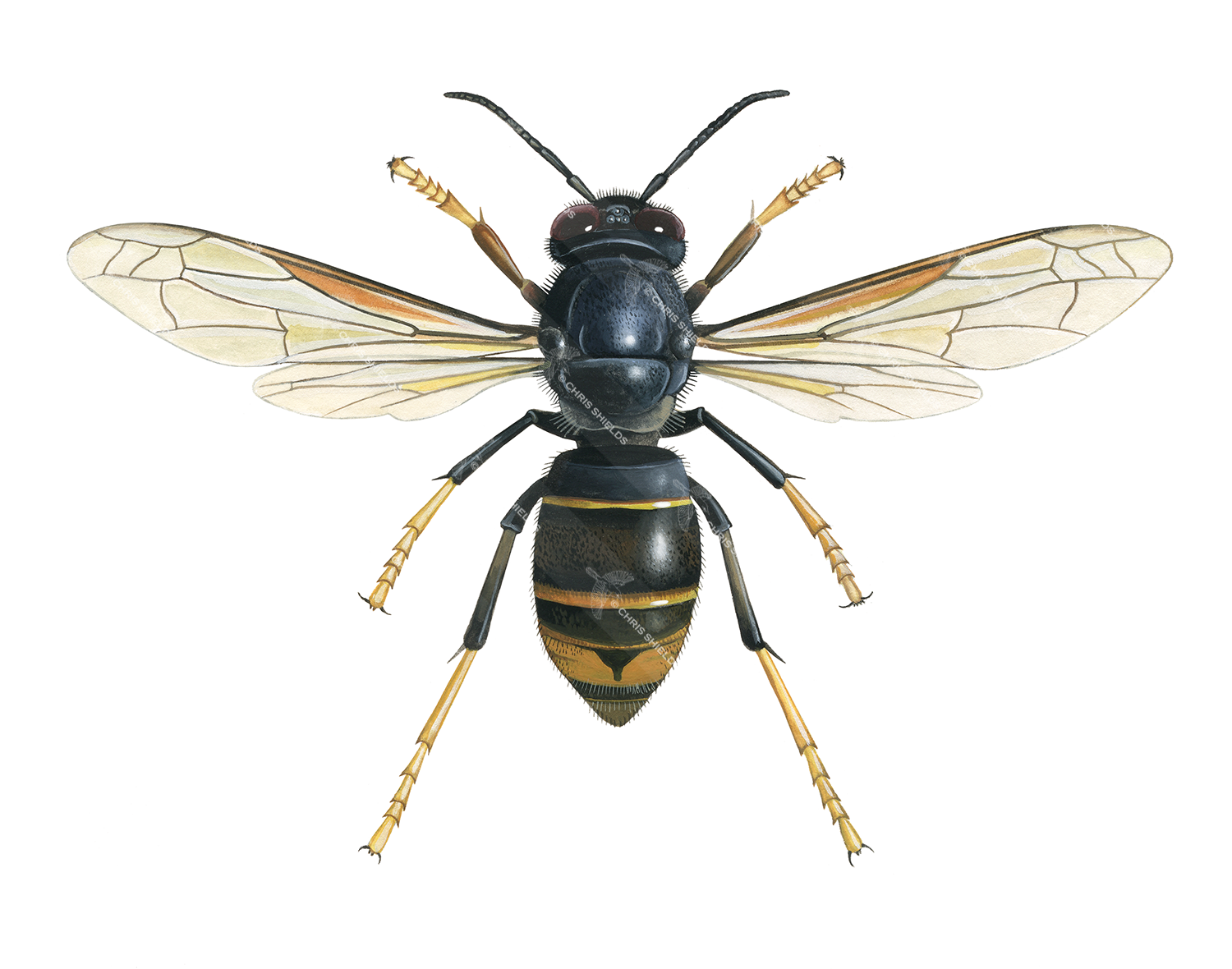 Illustration of Asian Hornet (Vespa velutina) (#3228)
