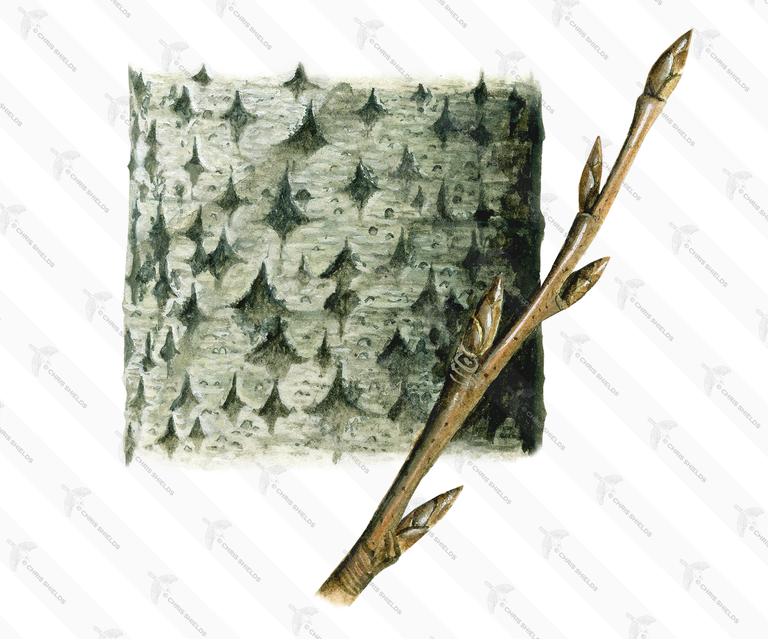 Illustration of Aspen bark & Twig (Populus tremula) (#2394)