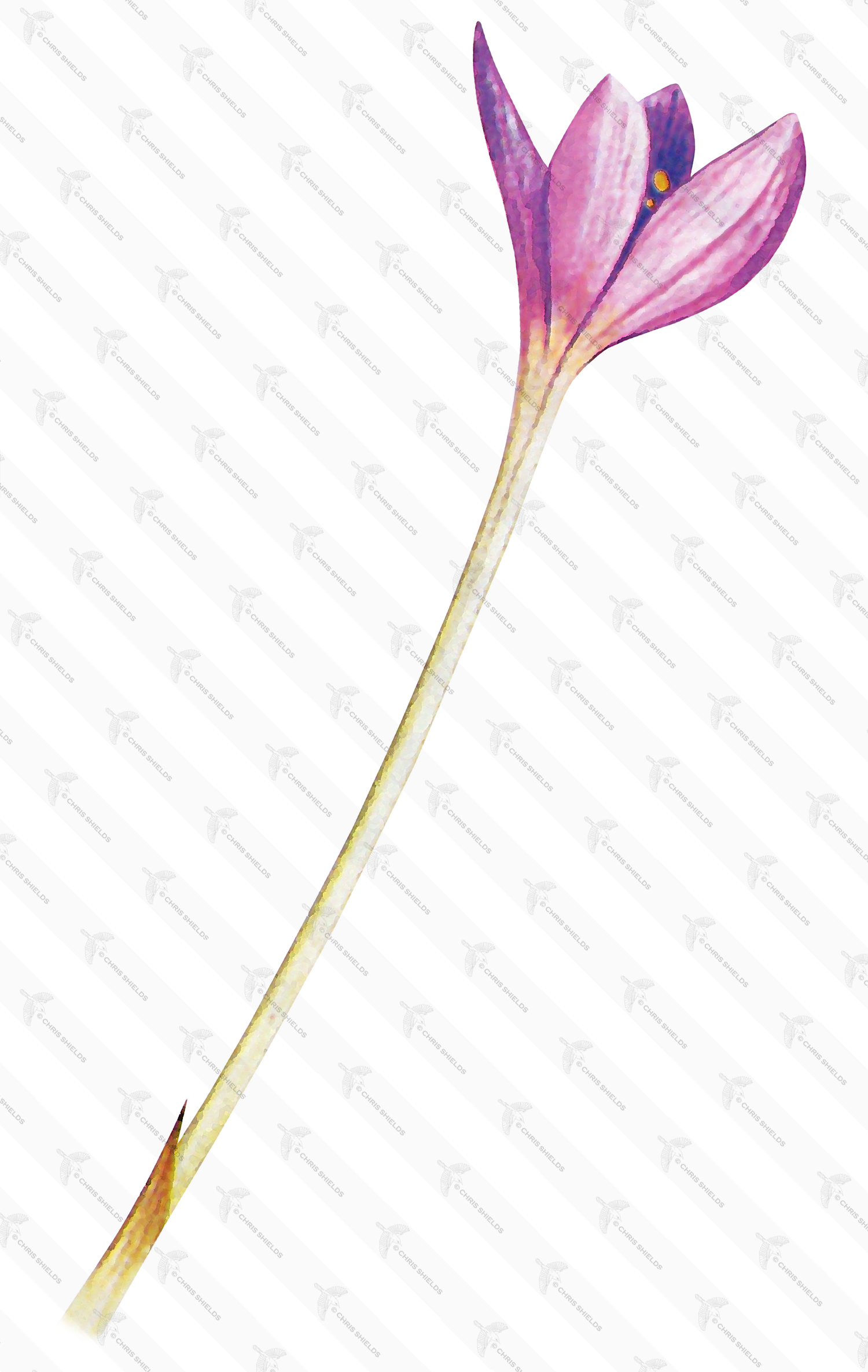 Illustration of Autumn Crocus (Colchicum autumnale) (#4369)