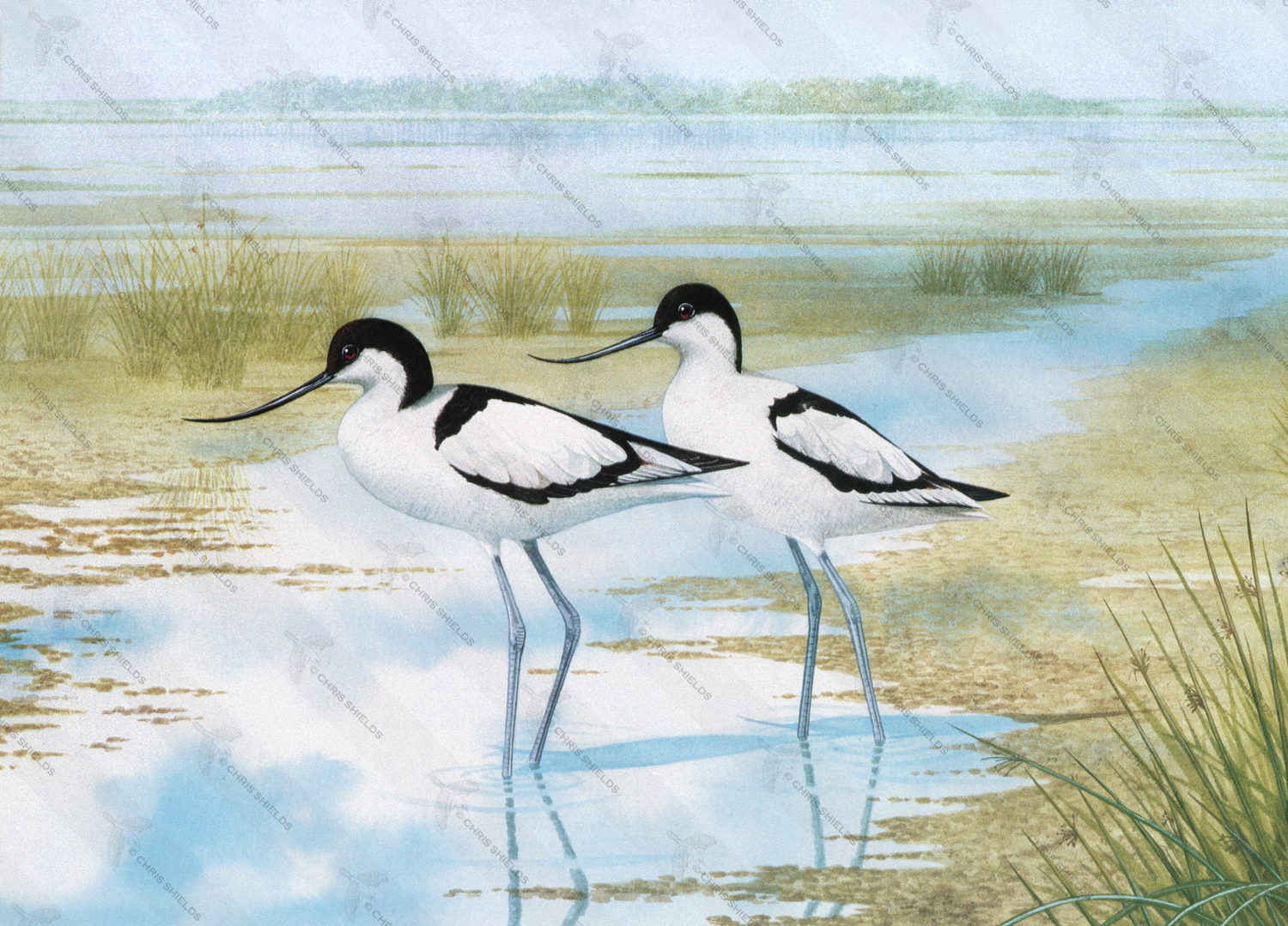 Illustration of Avocet (Recurvirostra avosetta) (#0728)