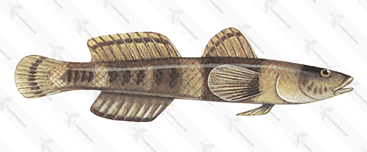 Illustration of Banded Goby (Gobius Chromogobius quadrivittatus) (#3055)