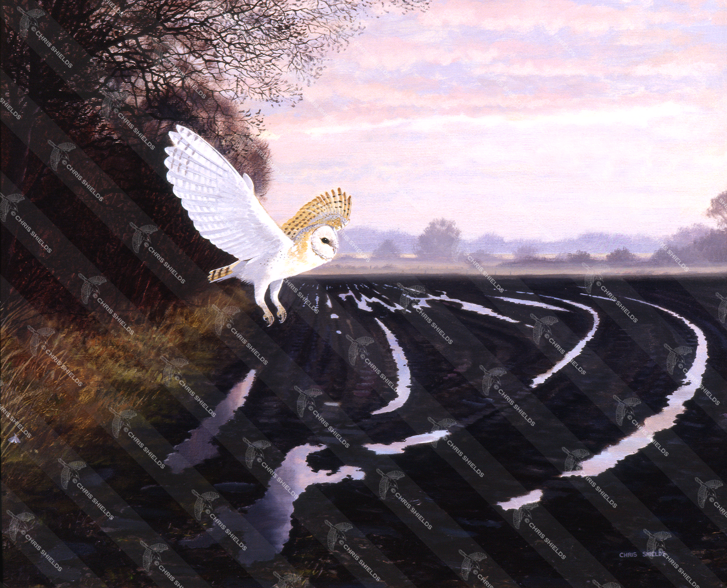 Illustration of Barn Owl (Tyto alba) (#1101)