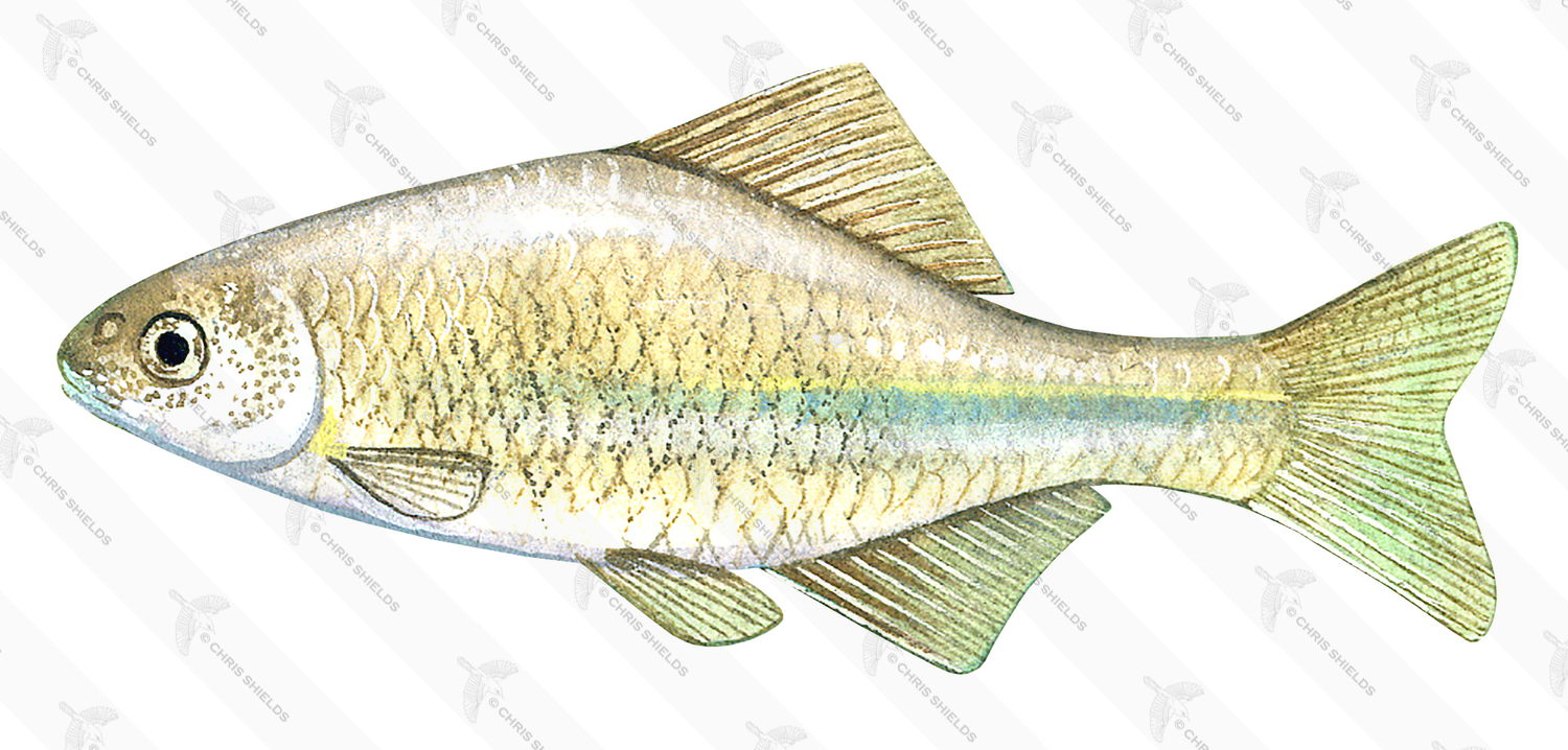Illustration of Bitterling (European) Rhodeus amarus (#2703)