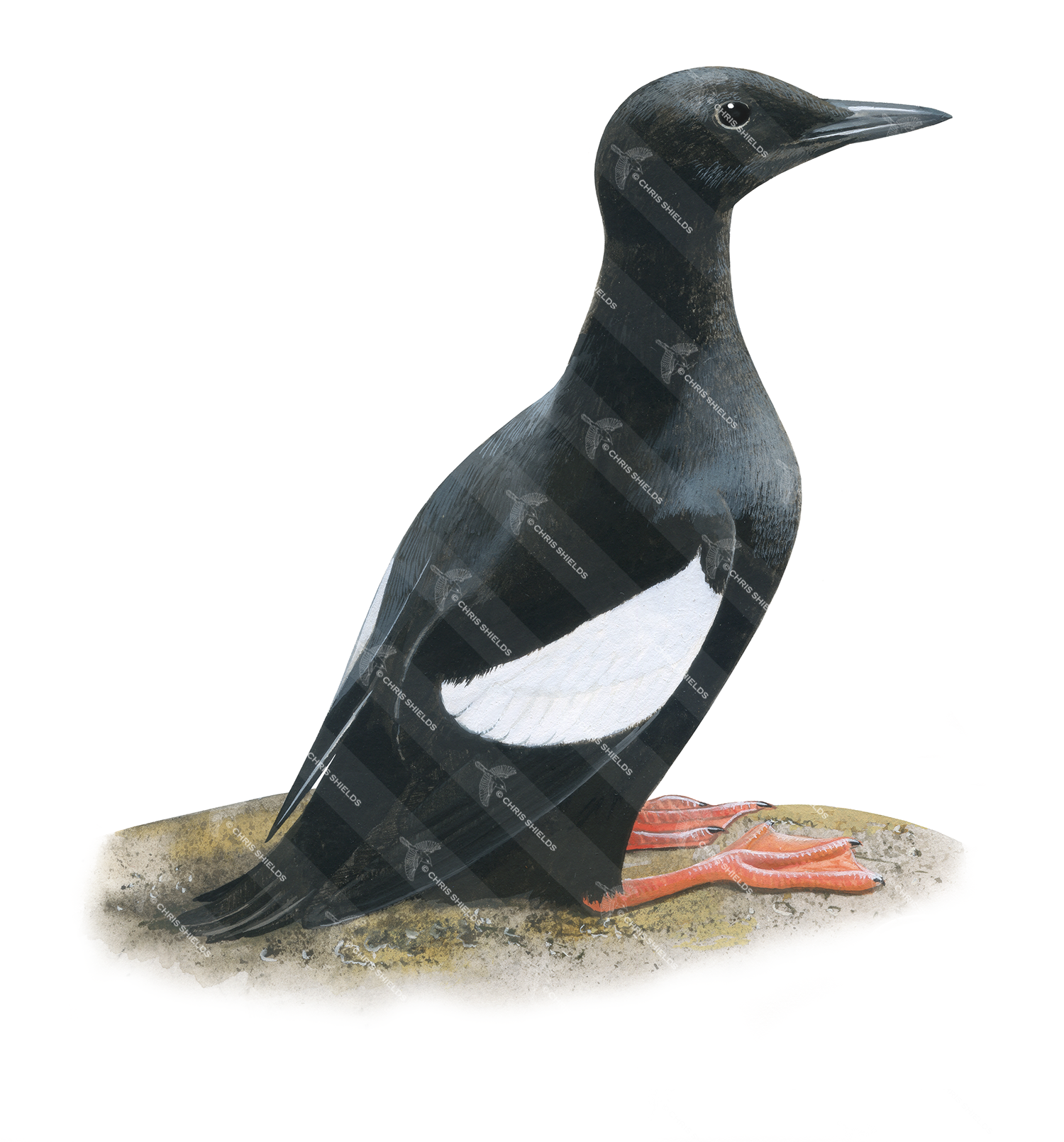 Illustration of Black Guillemot (Cepphus grylle) (#4553)