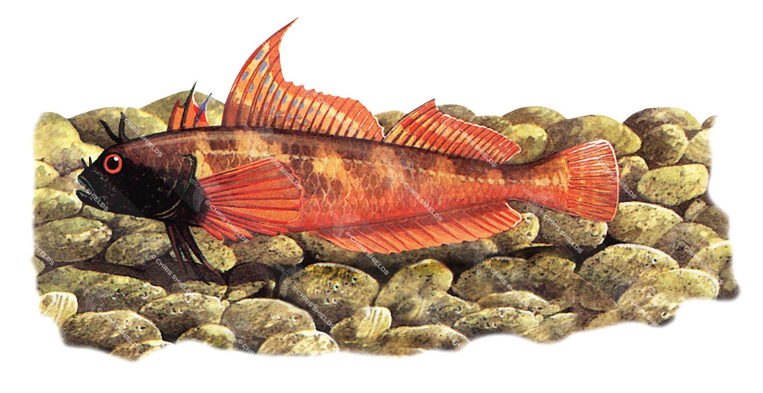 Illustration of Blenny (Aidablennius sphinx) F001 (#0216)