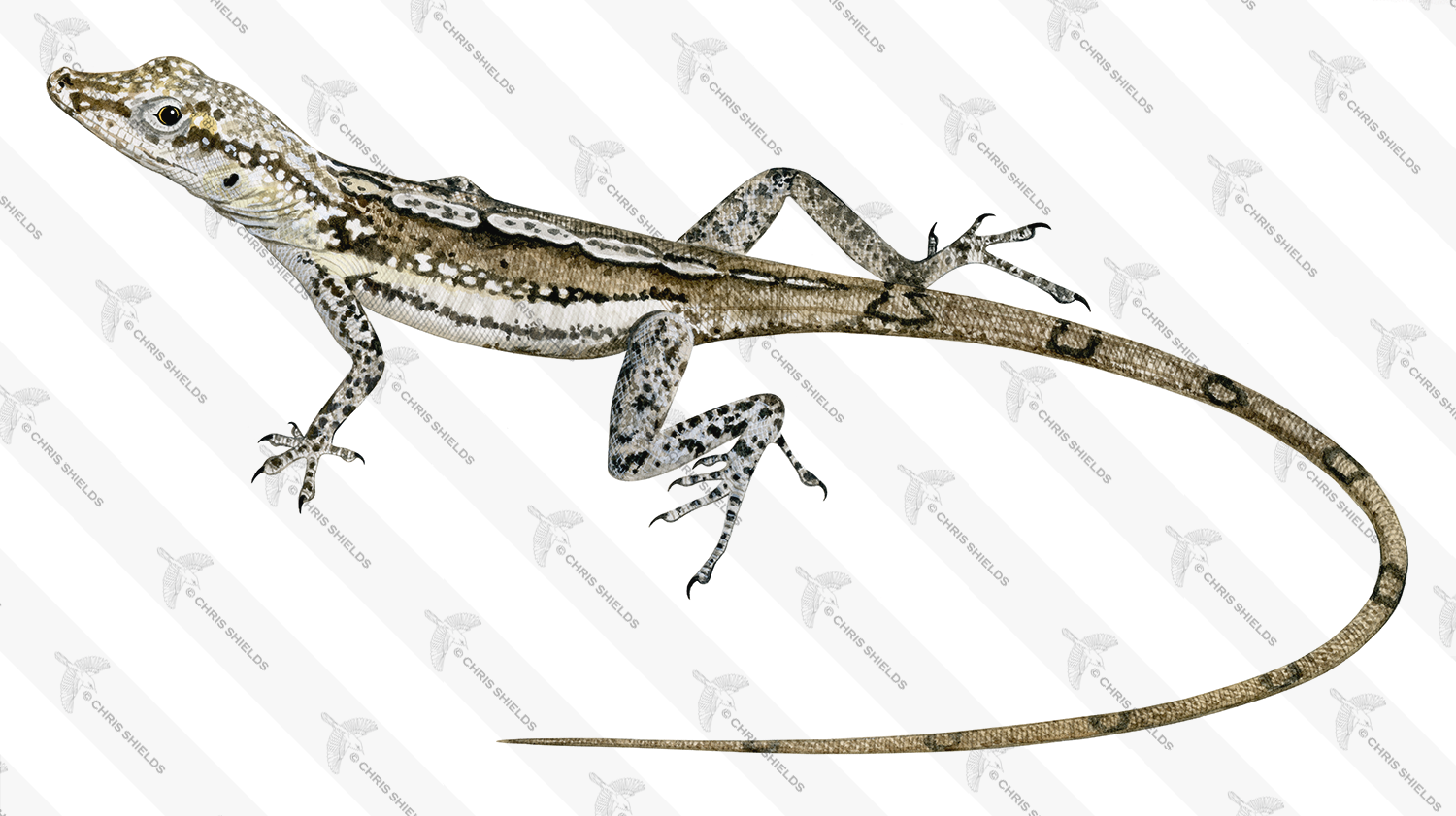 Illustration of Blue Throated Anole female (Anolis conspersus). (#4529)