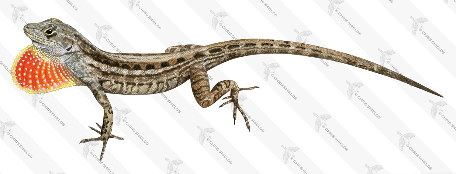 Illustration of Brown Anole (Anolis sagrei) (#4520)