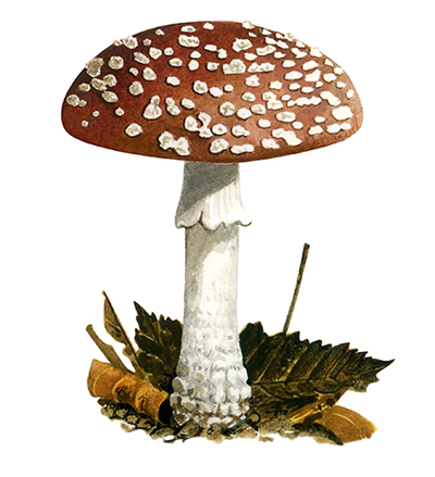 Illustration of Amanita muscaria var. regalis (#4439)