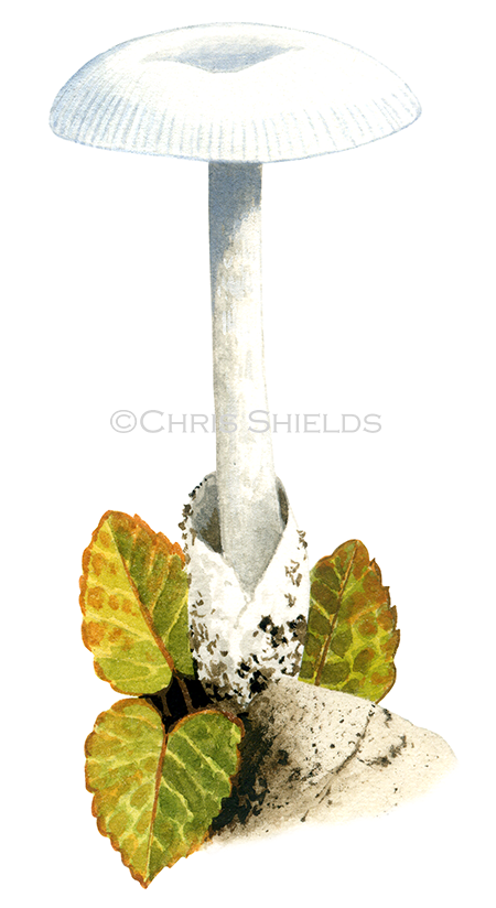 Illustration of Amanita nivalis (Mountain Grisette) (#4440)