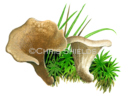 Illustration of Arrhenia spathulata (#4116)