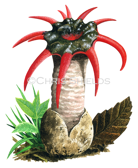 Illustration of Aseroe rubra (Starfish Fungus) (#1938)