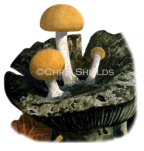 Illustration of Asterophora lycoperdoides (Powdery Piggyback) (#4124)