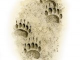 Illustration of Badger (Meles meles) Footprints (#4143)